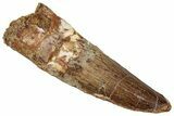 Fossil Spinosaurus Tooth - Real Dinosaur Tooth #356819-1